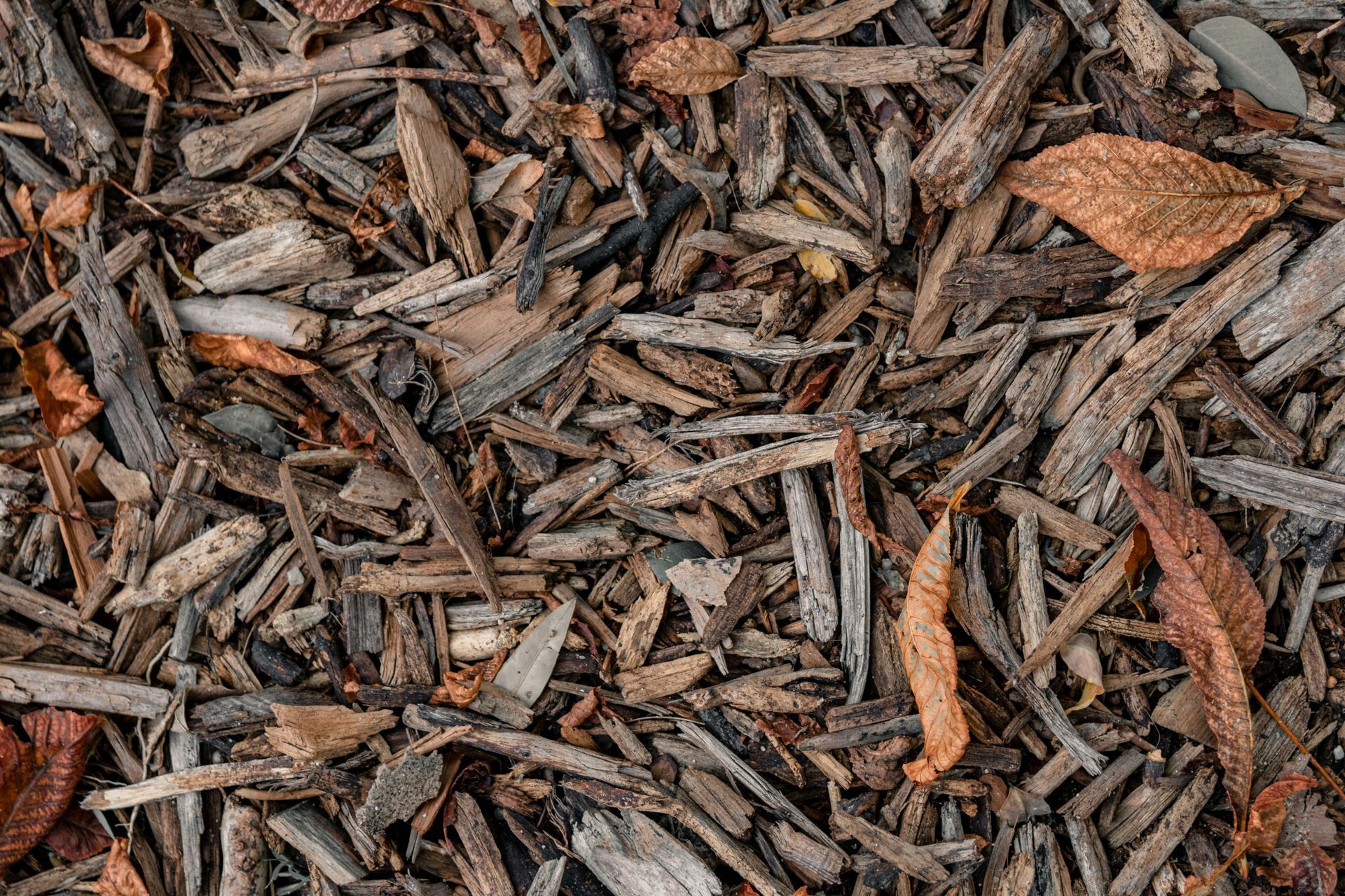 Brown and gray wood mulch covering the ground, with a few larger bark pieces scattered throughout