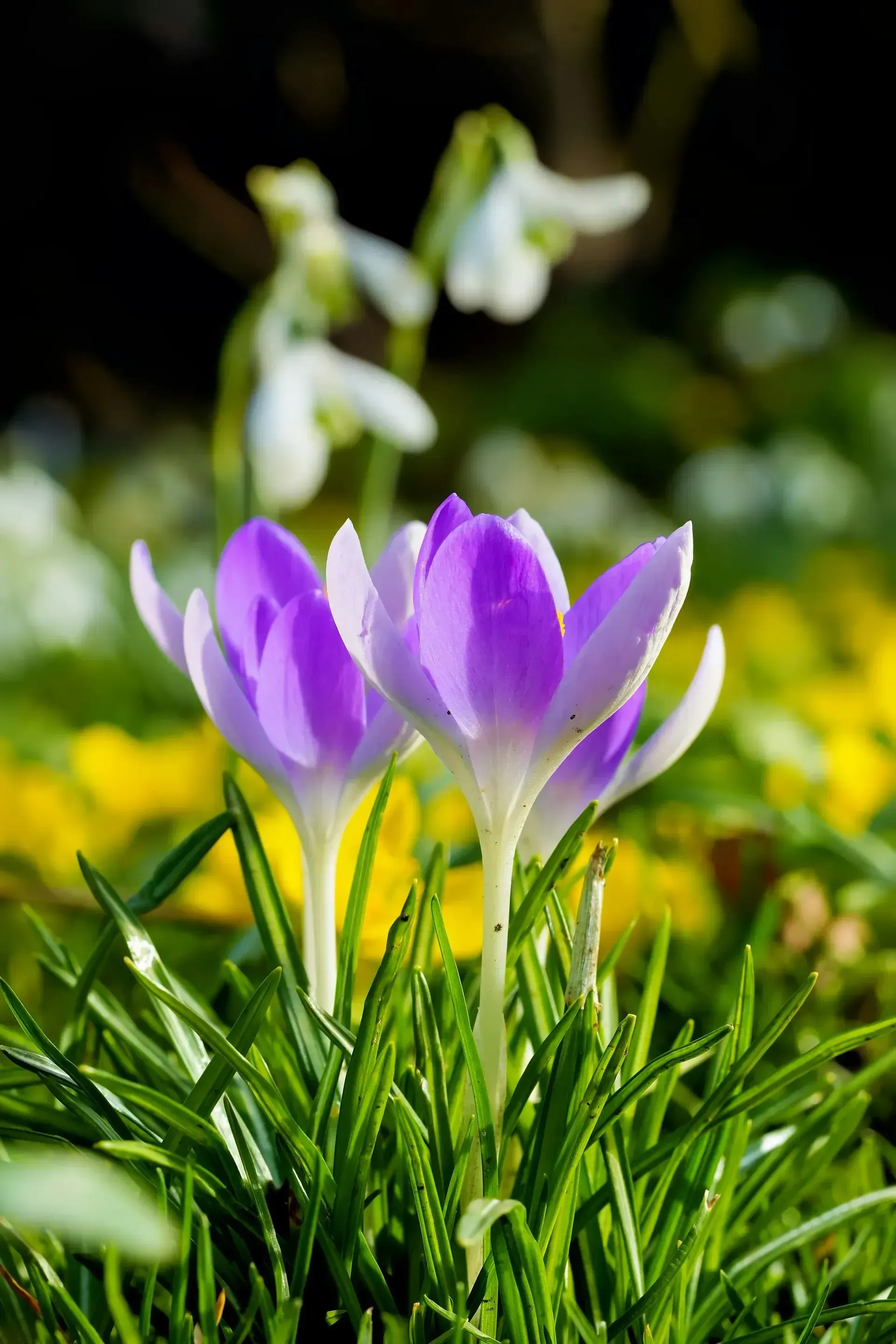 Purple crocus flowers blooming in a sunlit garden with green leaves and blurred yellow blossoms behind