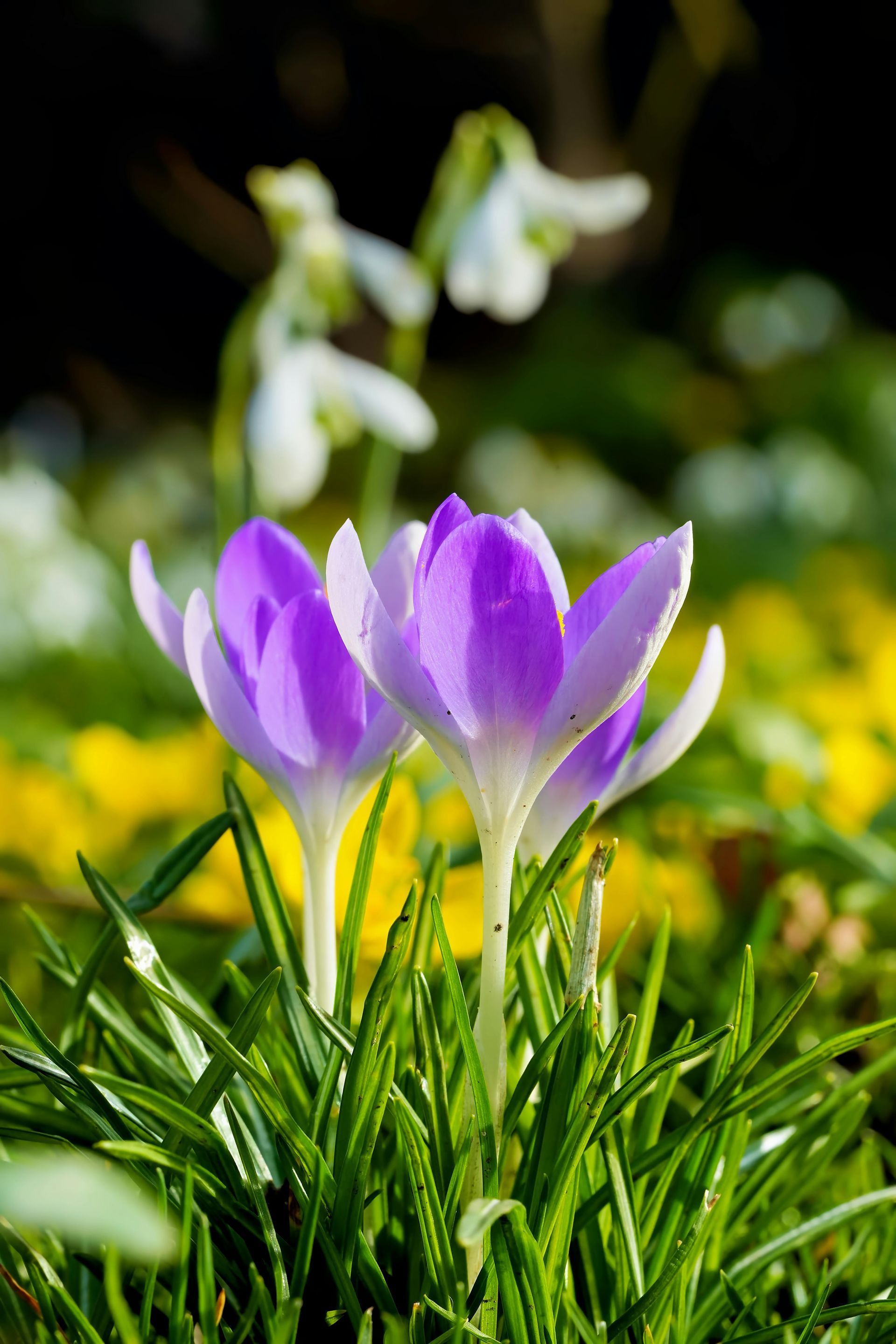 Purple crocus flowers blooming in a sunlit garden with green leaves and blurred yellow blossoms behind