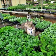 Tabby cat sitting in a plant nursery among rows of green seedlings and trays