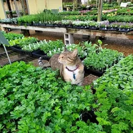 Tabby cat sitting among green seedlings in a greenhouse nursery