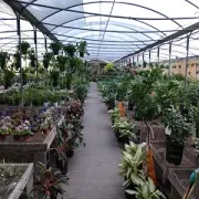 Plant nursery aisle under a greenhouse roof, lined with rows of potted plants on both sides.