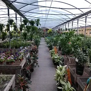 Plant nursery aisle under a greenhouse roof, lined with rows of potted plants on both sides.