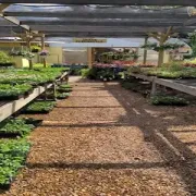 Shade-covered nursery aisle with rows of potted green plants on benches and a gravel path