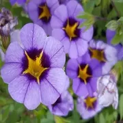 Purple flowers with yellow centers in a close-up garden view