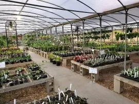 Indoor plant nursery with rows of potted plants under a curved greenhouse roof