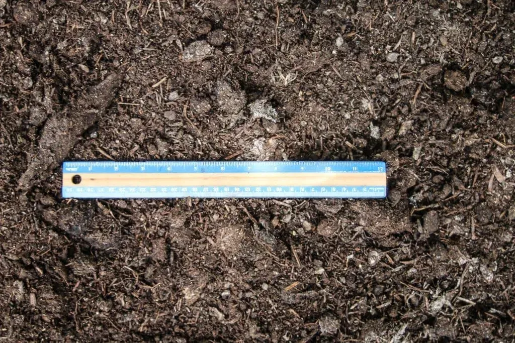 Blue ruler lying across dark soil and mulch texture