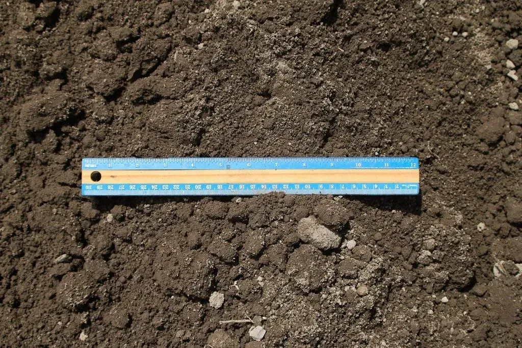 Close-up of dark soil with a blue-and-orange ruler measuring the ground surface.