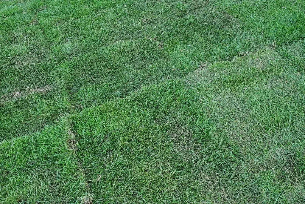 Close-up of green grass with a rectangular darker patch in the center