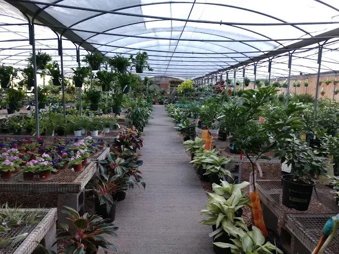 Rows of hanging green plants in a rustic greenhouse with a dirt path and wooden trellis structure