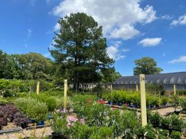 Rows of potted young trees outside a nursery building on a gravel lot