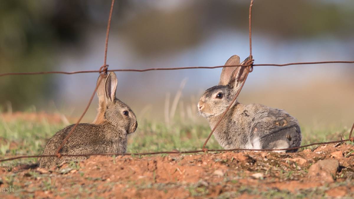 Rabbits Near The Fences — Humane Feral Animal Control in Townsville, QLD