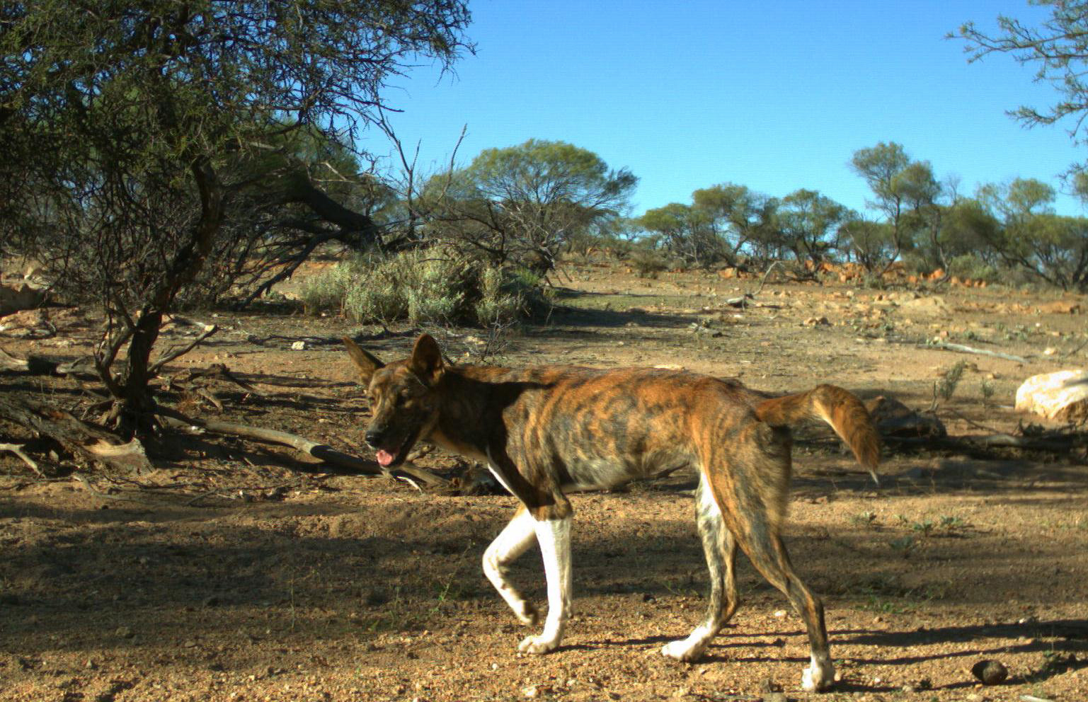 Feral Dog — Humane Feral Animal Control in Townsville, QLD