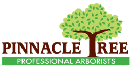 Pinnacle Tree Professional Arborists logo with green tree canopy and brown trunk over maroon text