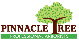 Pinnacle Tree Professional Arborists logo with green tree canopy and brown trunk over maroon text