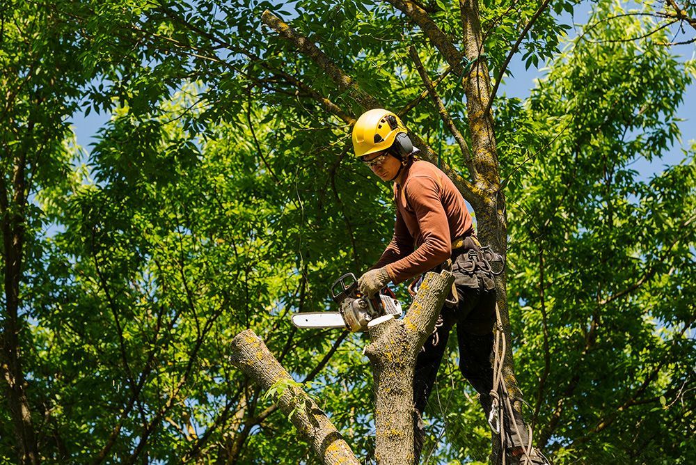 Arborist in yellow helmet trimming a tree on a sunny day