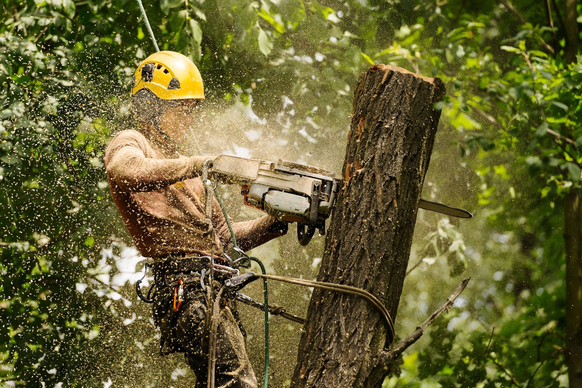 Worker in yellow helmet using a chainsaw to cut a tree trunk in a wooded area