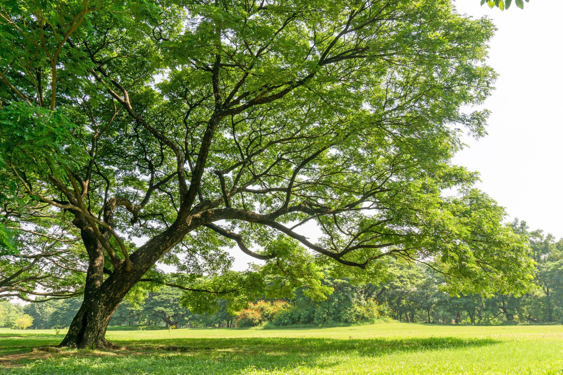 Large green tree in a sunlit grassy field under a bright sky