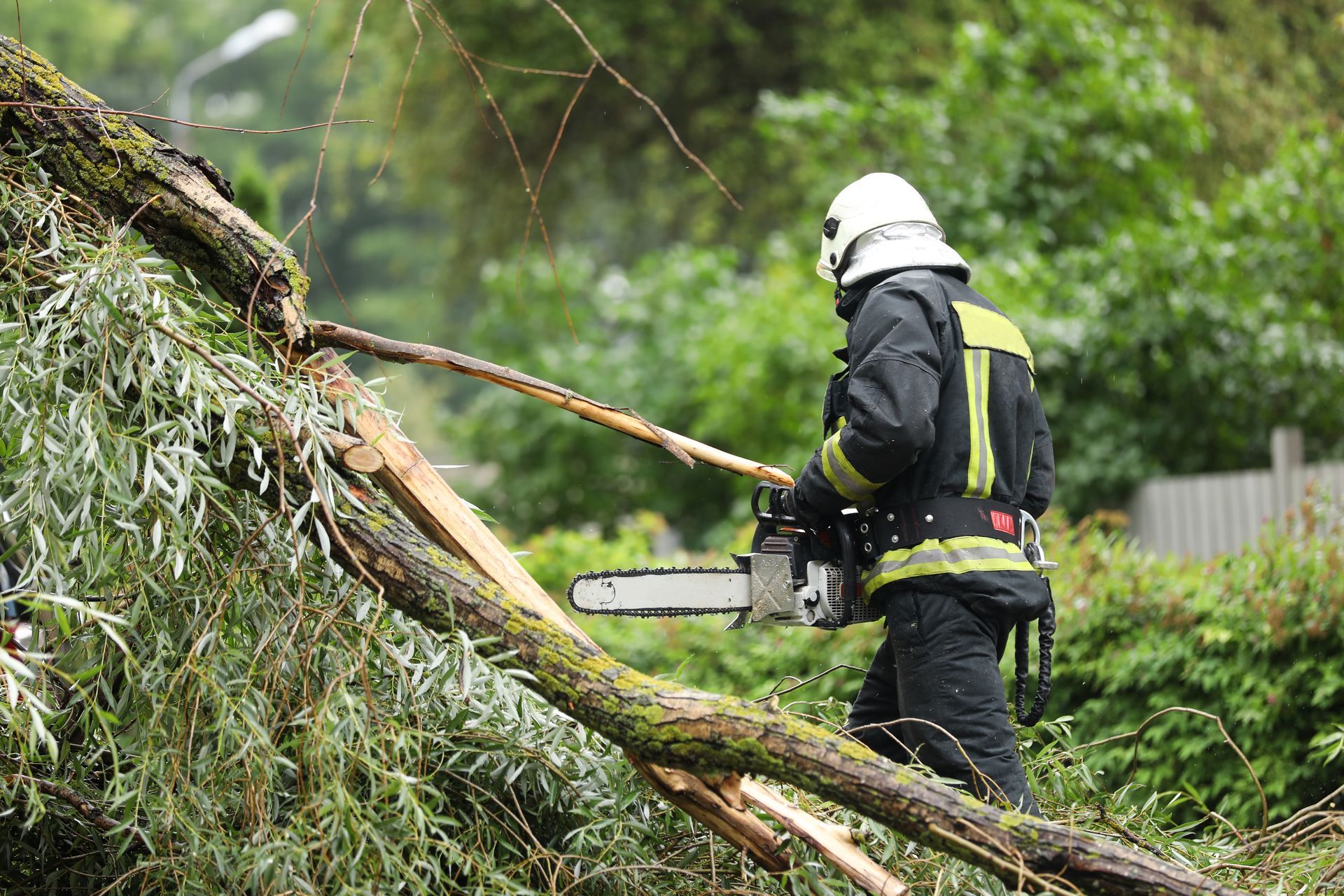 Worker using a chainsaw to cut a fallen tree in a green, wooded area