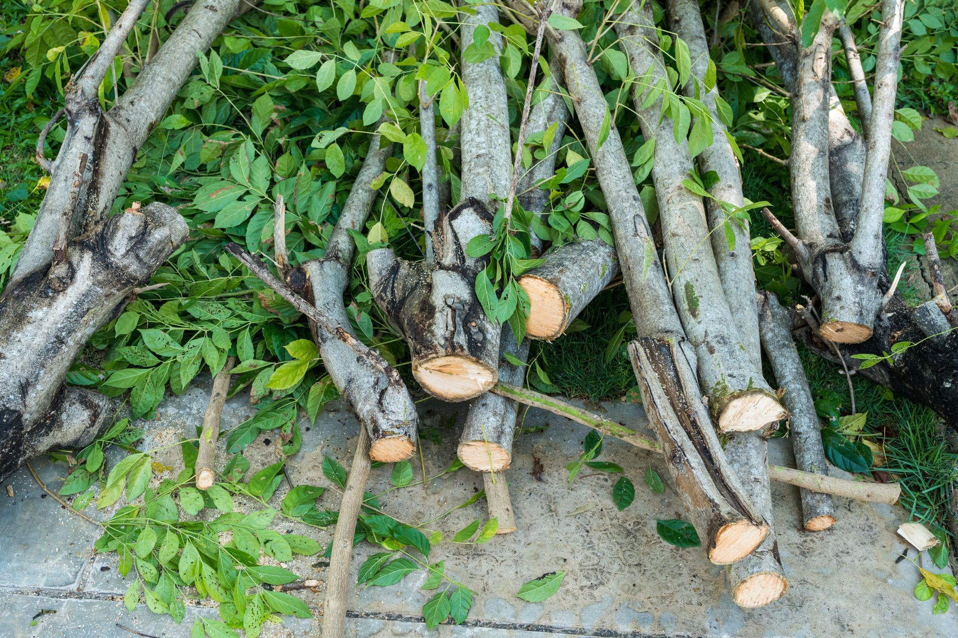 Cut tree trunks stacked on the ground beside leafy green branches and sandy soil.