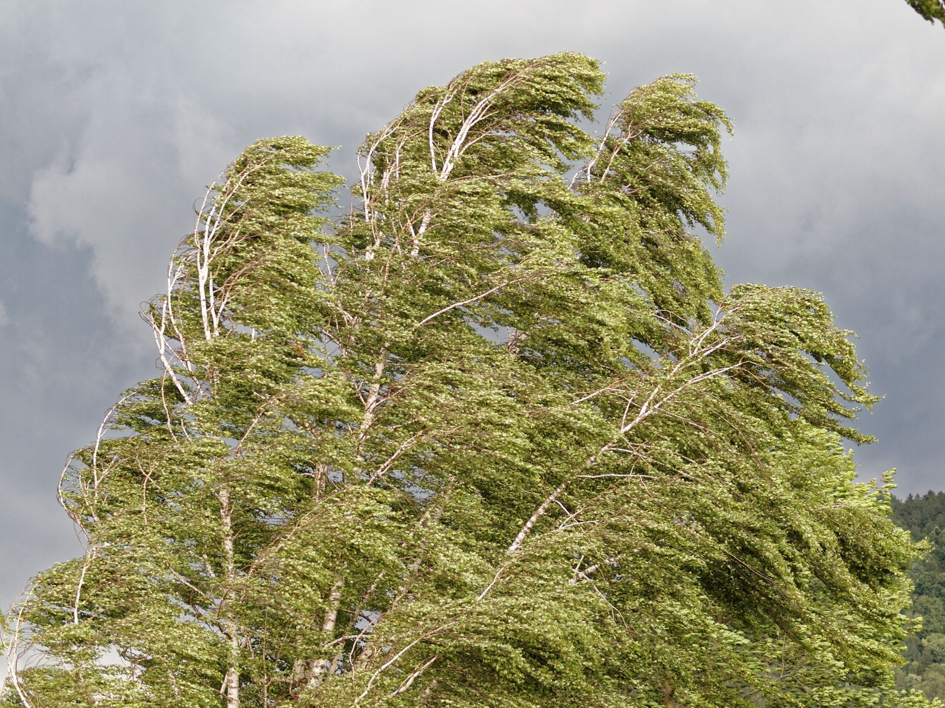 Wind-blown green trees bending under a cloudy gray sky