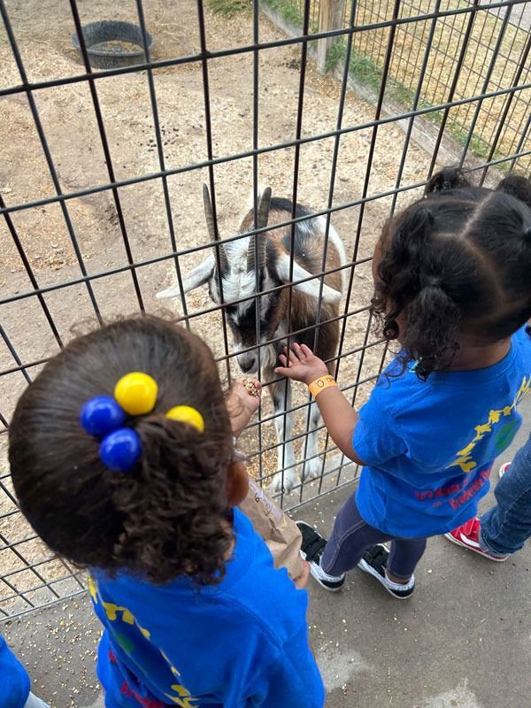 Two children in blue shirts feed a goat through a metal fence at a petting zoo.