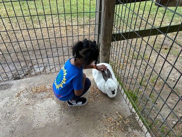 Child crouches beside a white rabbit in a fenced outdoor enclosure