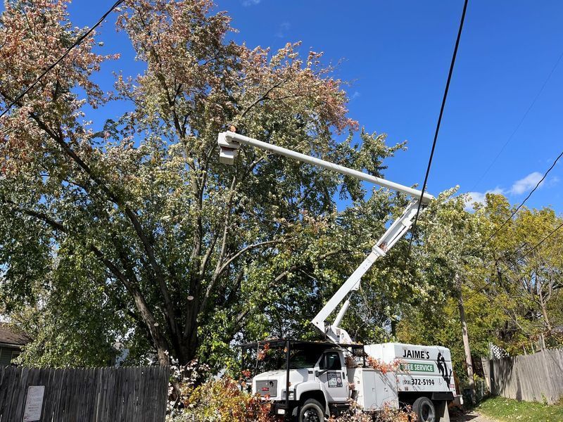 A white utility truck with an extended bucket lift raised into a large tree near power lines on a sunny day.
