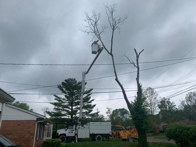 A bucket truck lifts a worker toward a bare tree near residential power lines and a house on a cloudy day.