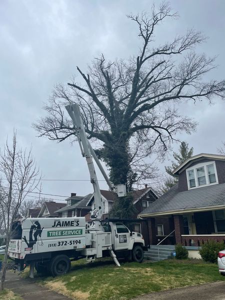 A Jaime’s Tree Service truck with an extended bucket lift is positioned in front of a house, trimming a large bare tree.