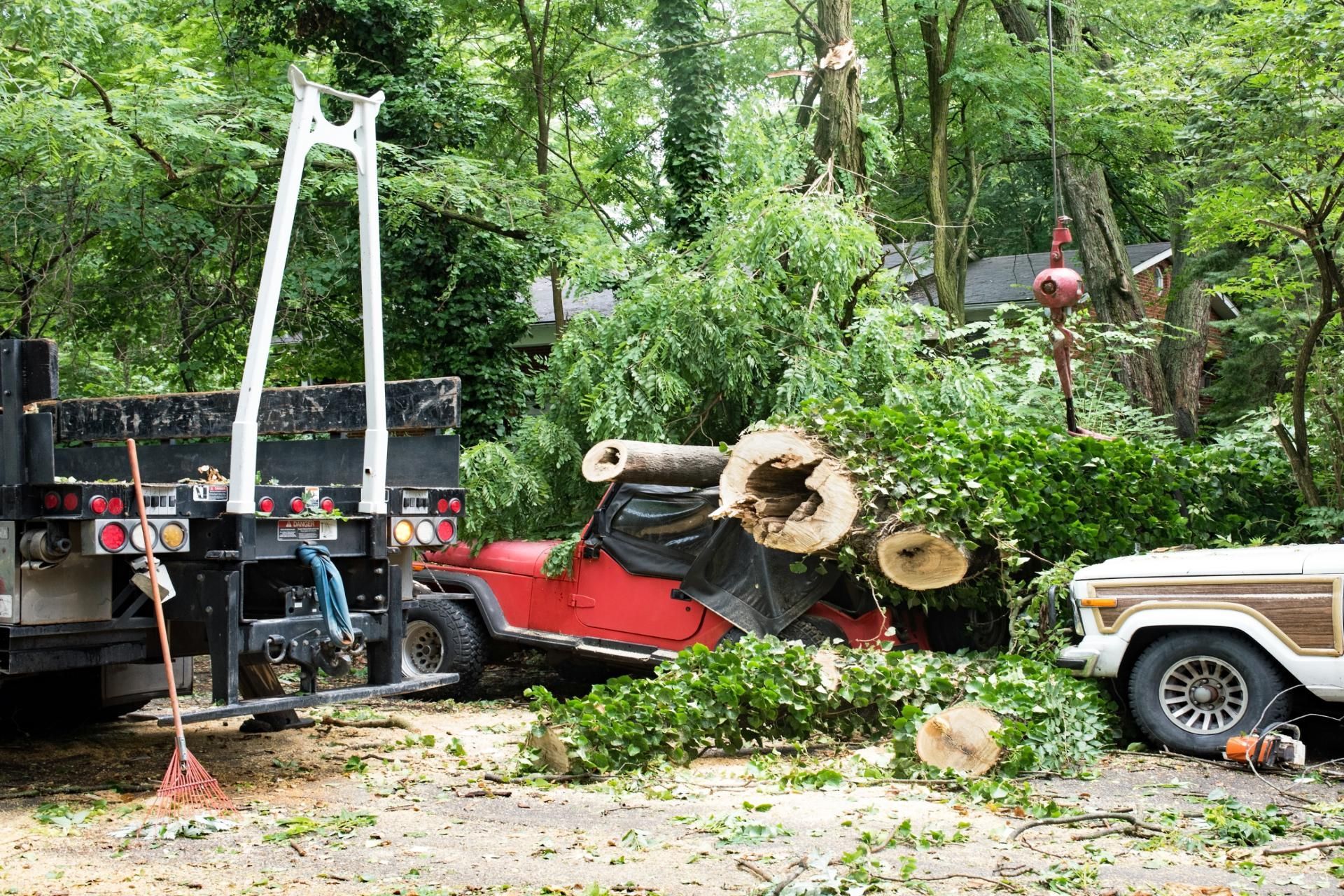 A fallen tree rests on top of a red Jeep parked in a driveway next to a dump truck and a vintage station wagon.