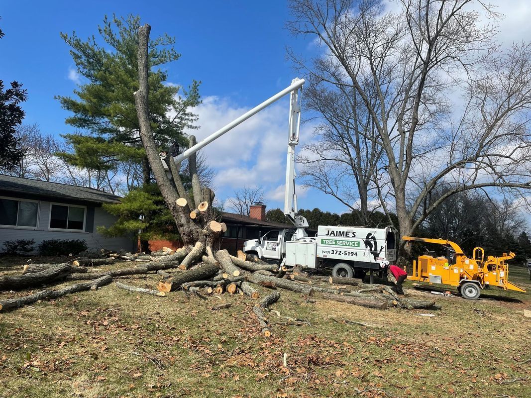 A bucket truck and a wood chipper parked next to a house as workers prune a large tree in the yard.