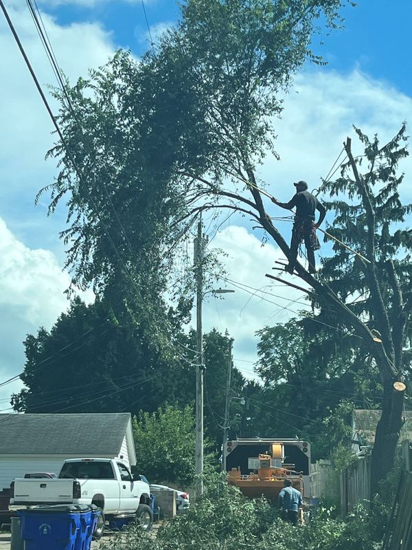A worker in a tree uses a pole saw to trim branches near utility lines, with a truck and equipment visible below.