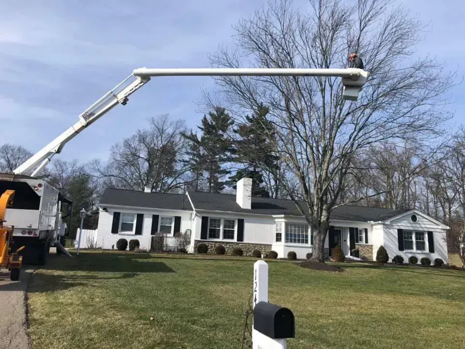 A bucket truck extends a boom to lift a worker into the branches of a tree in front of a white house.