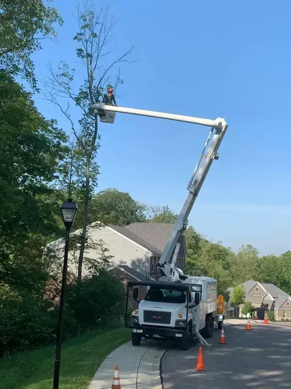 A utility truck with an extended boom lift holds a worker trimming the high branches of a tree near a suburban street.