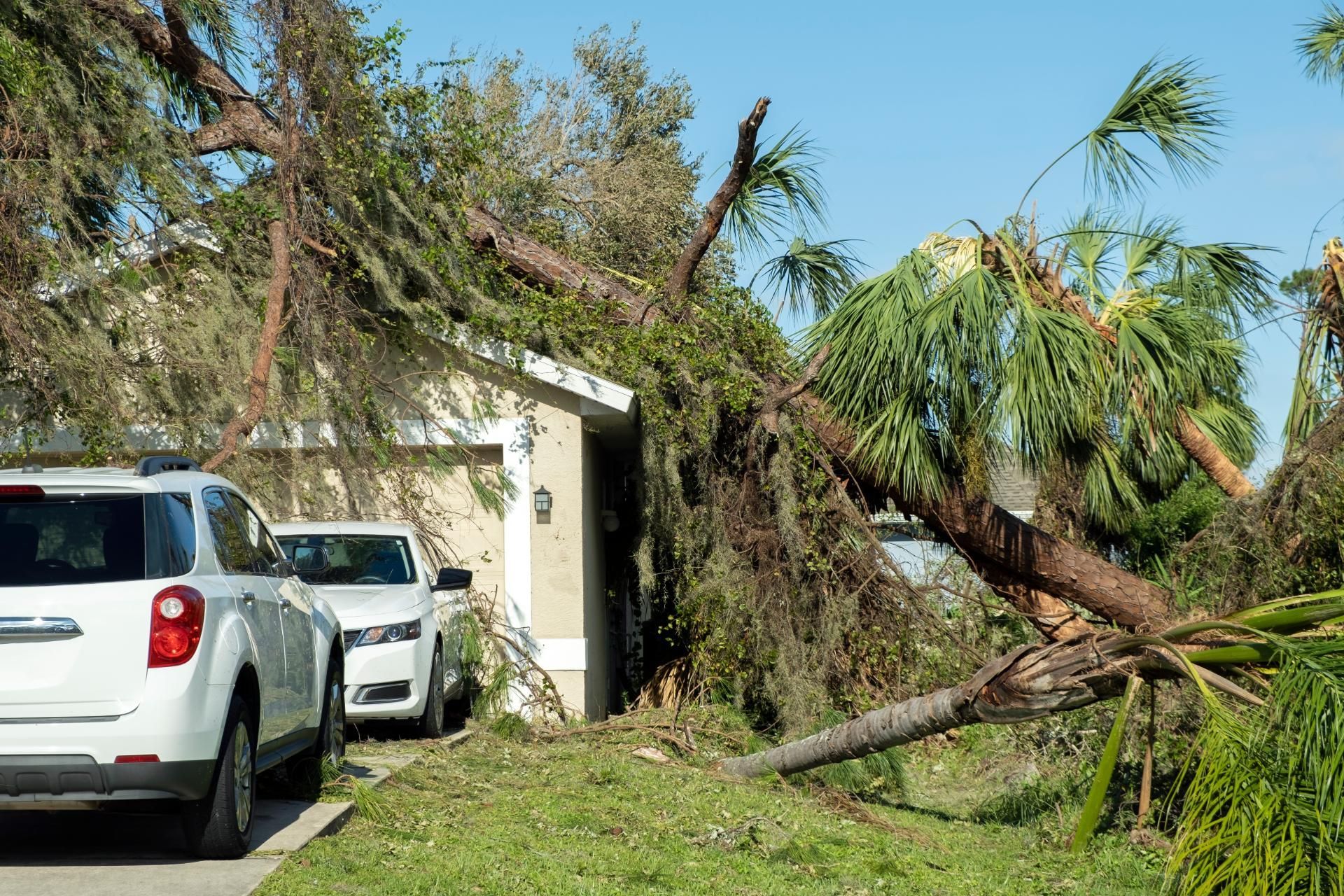A large fallen tree lies across the roof of a house, parked next to two white SUVs in a residential driveway.