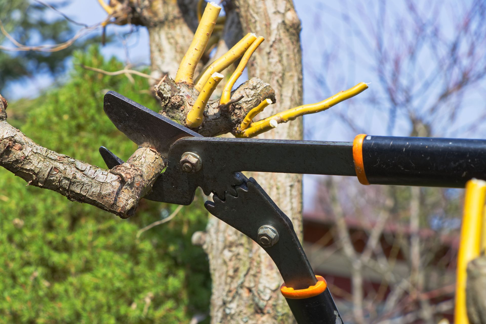 Black-handled pruning loppers cutting a branch from a tree with yellow shoots in the background.