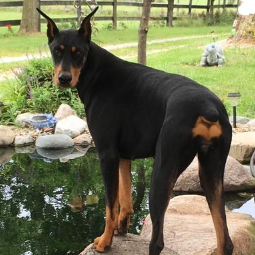 Doberman Kennel in Noblesville
