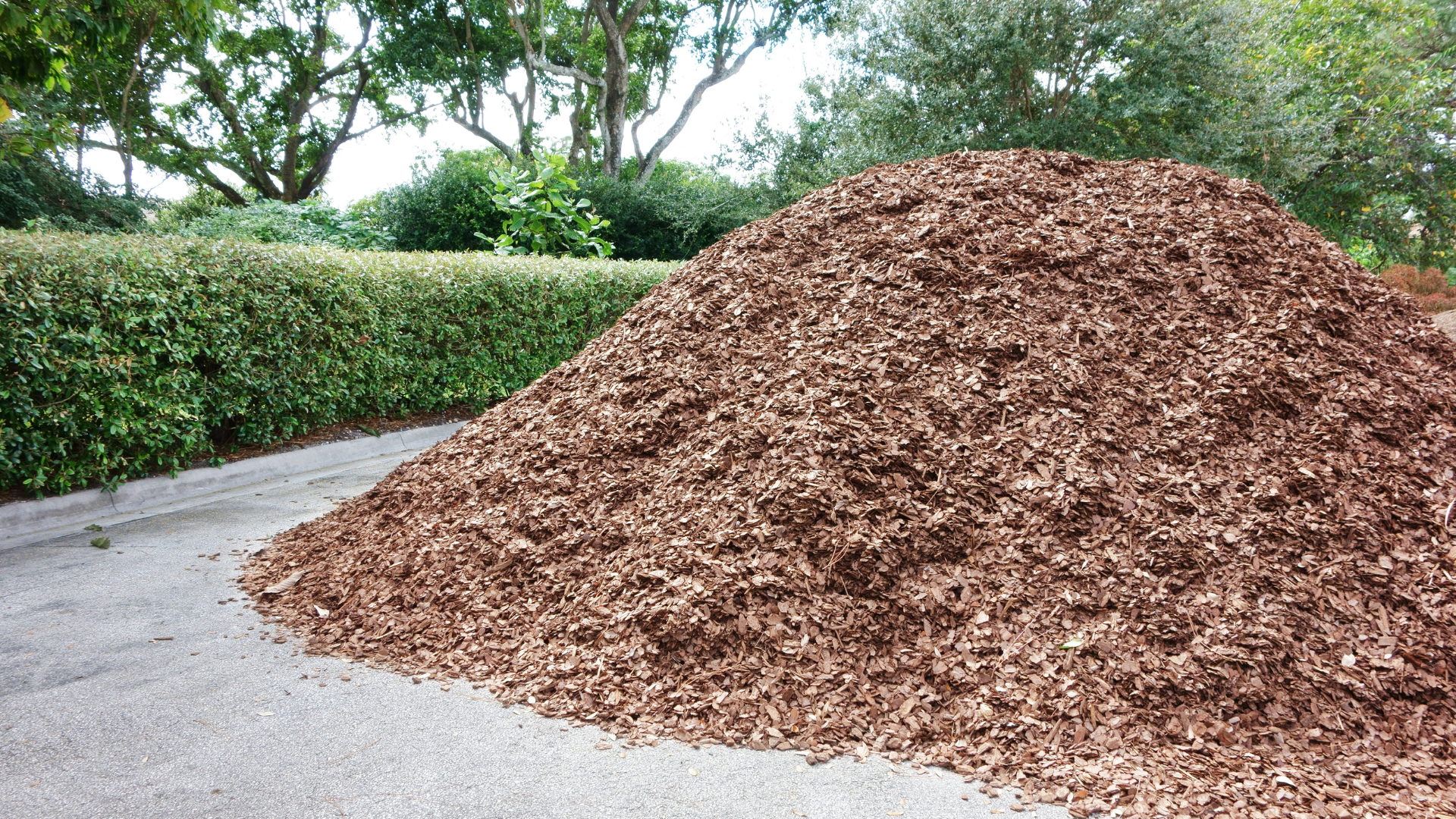 Large pile of brown wood chips beside a paved path and green hedges in a park-like area