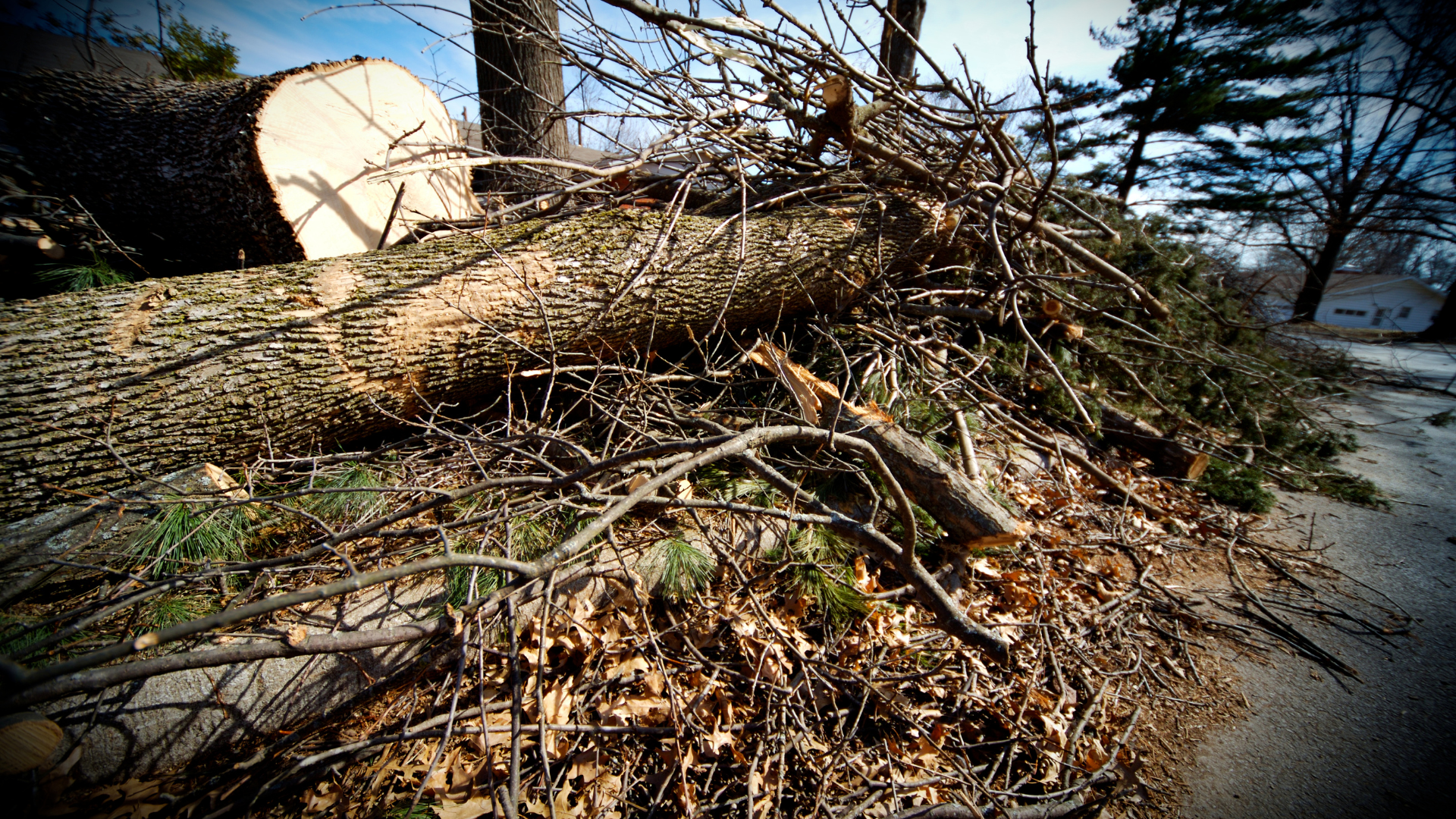 Fallen tree and branches piled across a roadside beside a house, with dry leaves and blue sky.