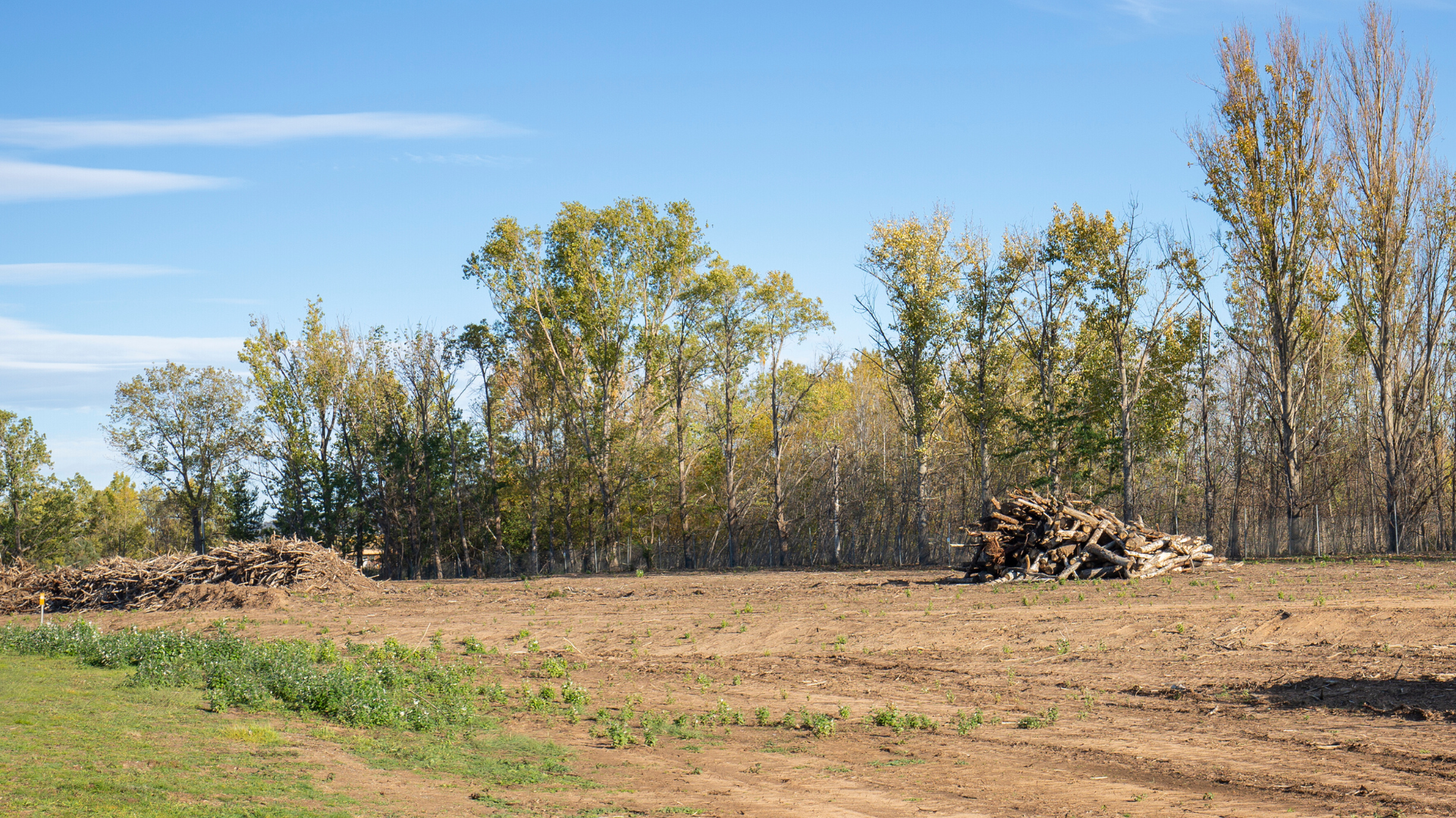 Cleared dirt field with scattered brush and trees under a blue sky