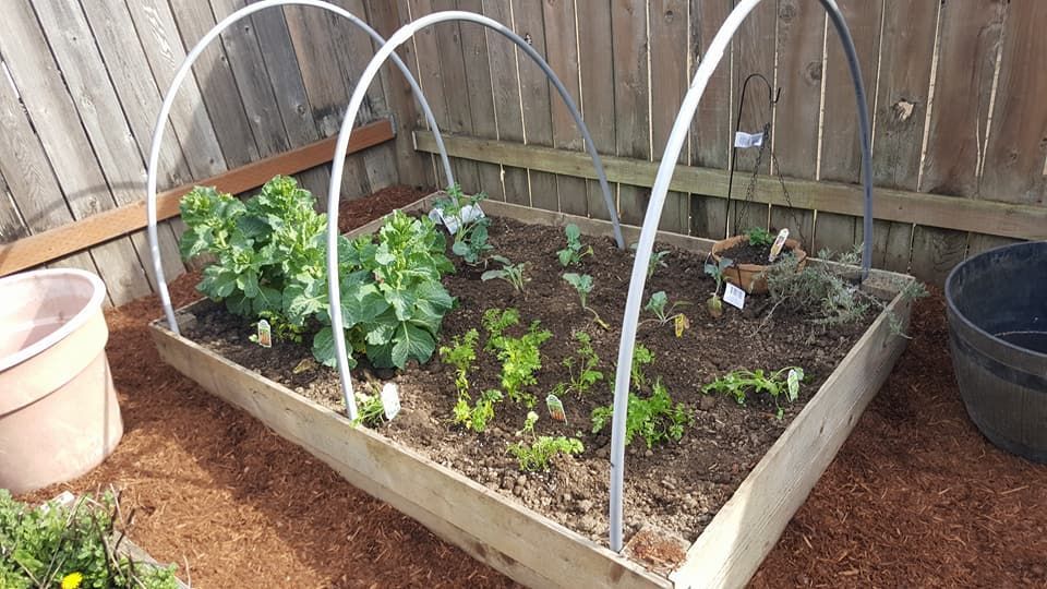 A garden with plants growing in it and a fence in the background.