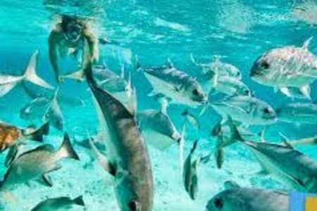 A person is swimming with a large group of fish in the ocean.