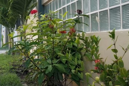 A plant with red flowers in front of a building