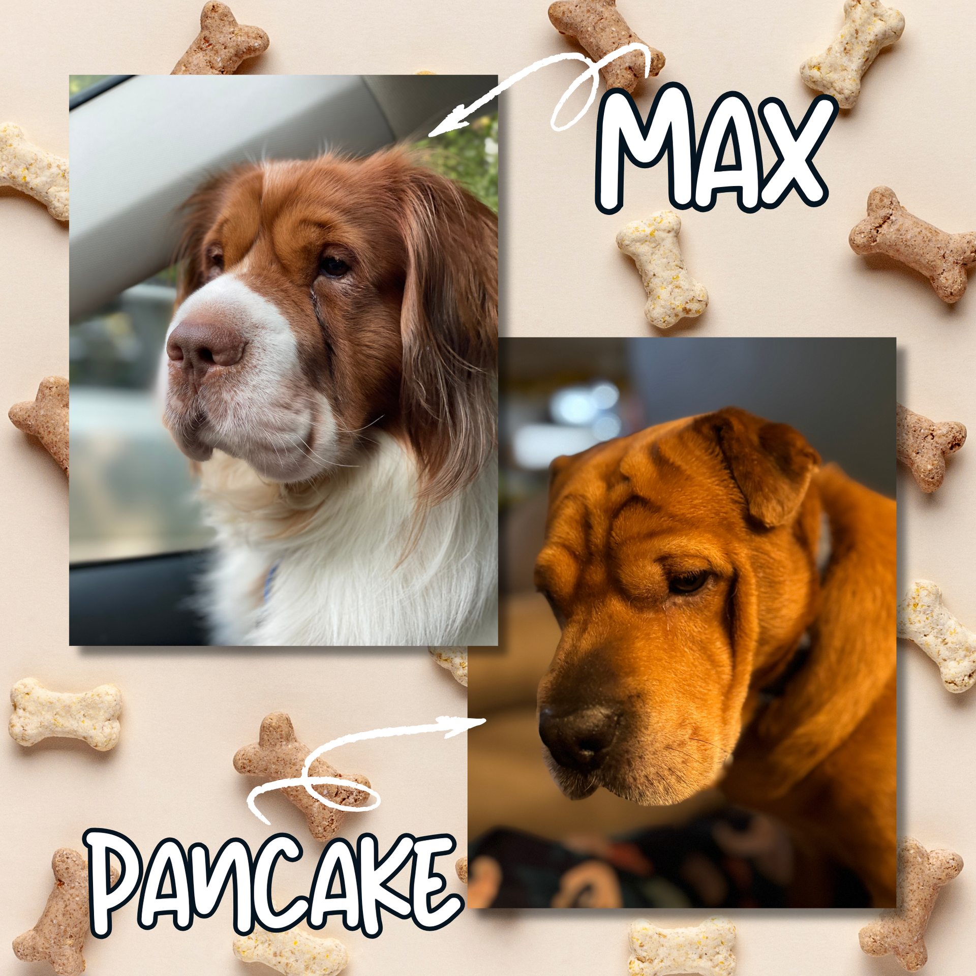 Two dog photos on a bone-patterned background, labeled Max and Pancake. Wilsona Marketing mascots.