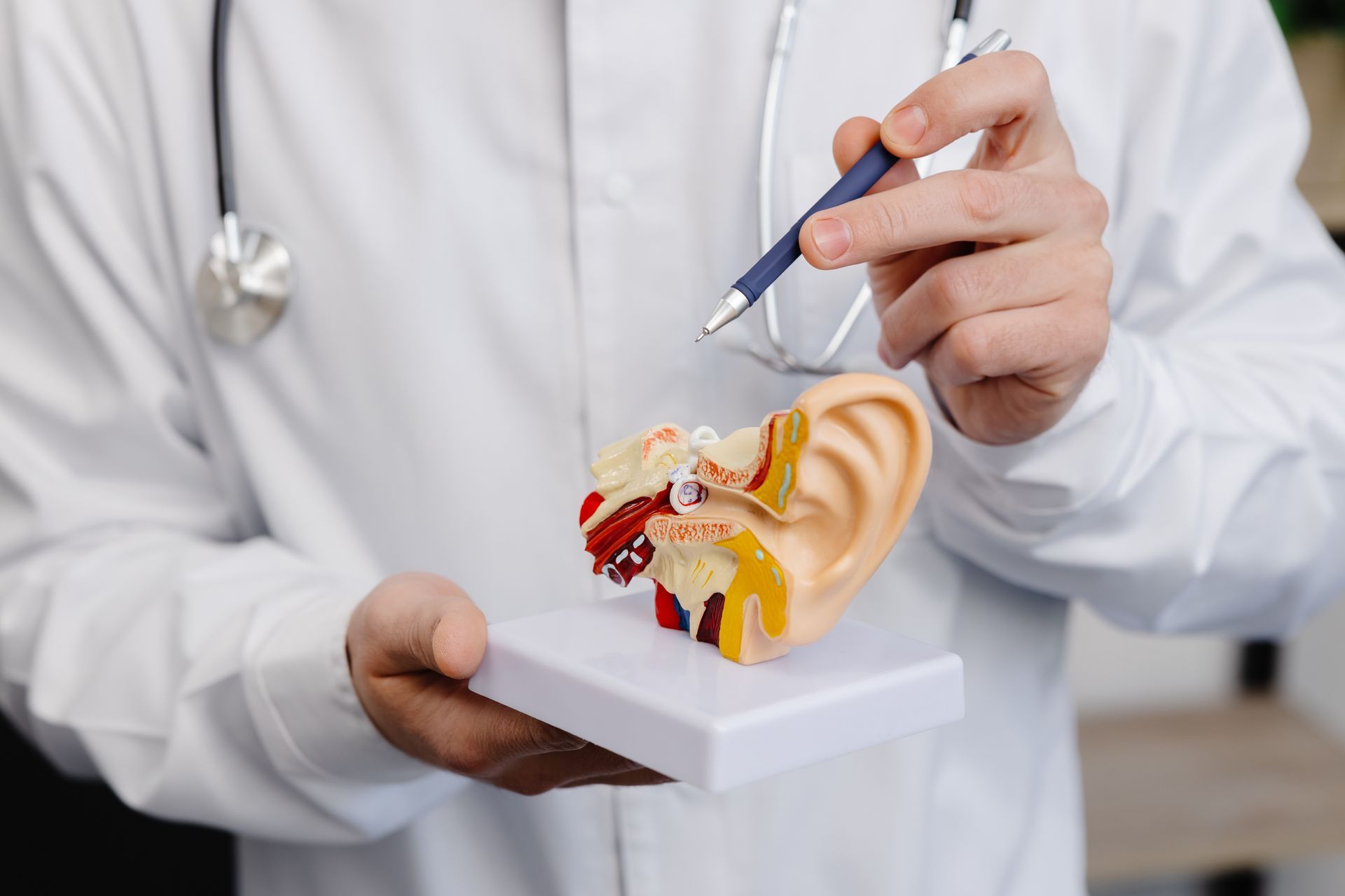 Doctor holding an ear anatomy model and pointing with a pen