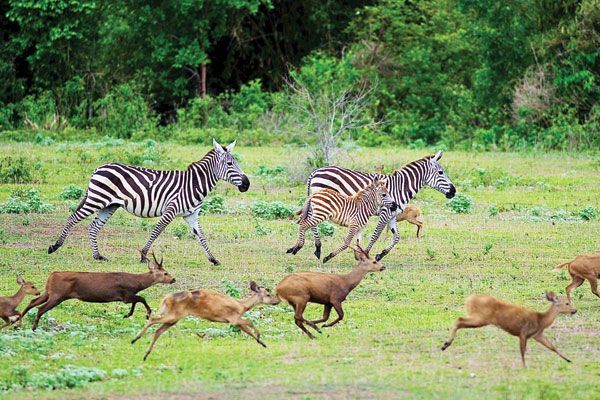 Zebras and antelopes running across a grassy savanna with trees in the background