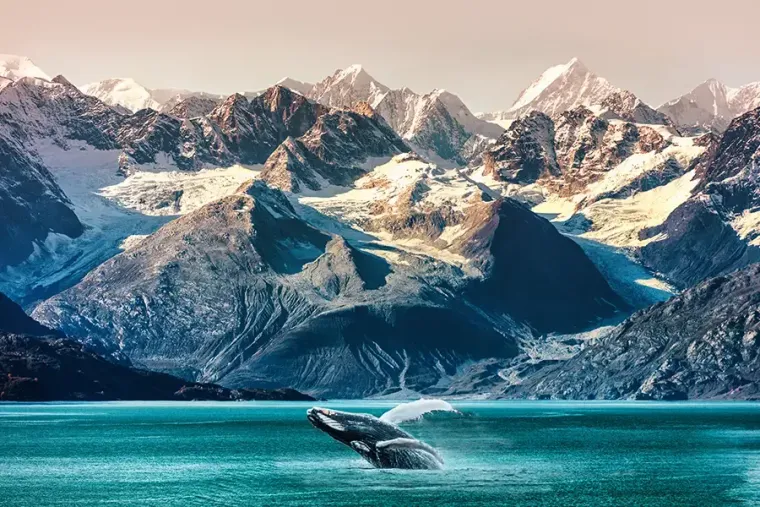 Whale tail above turquoise water with snowy mountains in the background