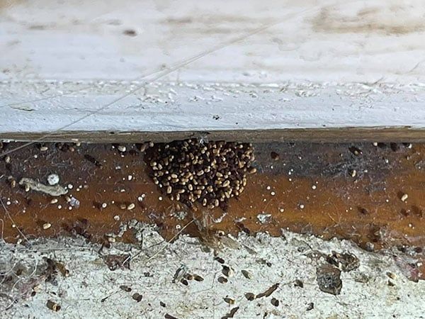 Termites - Lakeland, FL - Absolute Termite and Pests LLC Termites - Lakeland, FL - Absolute Termite and Pests LLC