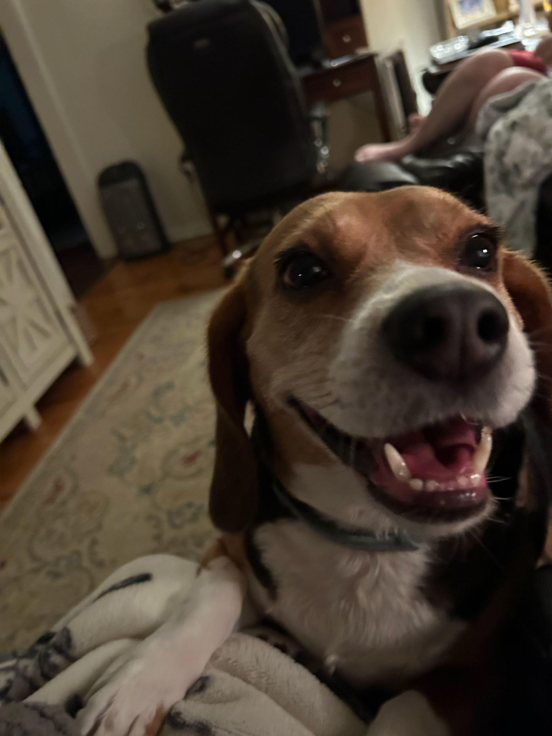 A brown and white dog is smiling with its mouth open